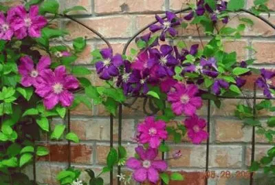 primavera jigsaw puzzle