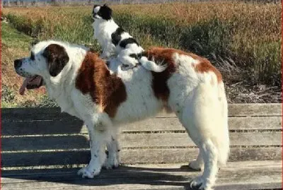 PERRO JINETE