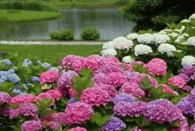 flores