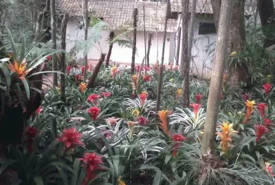 orquidiario-Parque Nacional  IguazÃº