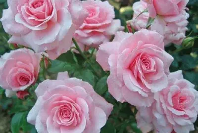 (175) Rosas jigsaw puzzle