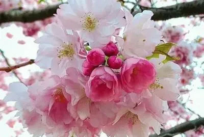 (176) Flores de Cerejeira