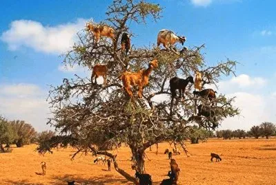 el arbol  de  las  cabras