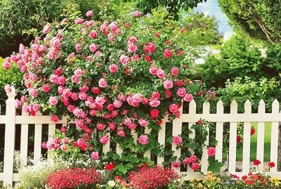 las rosas jigsaw puzzle