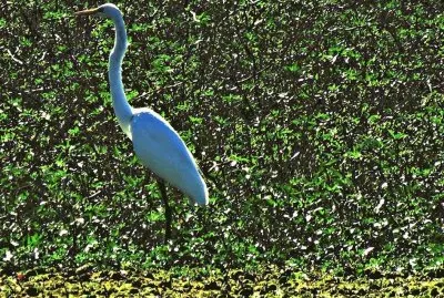 garza jigsaw puzzle