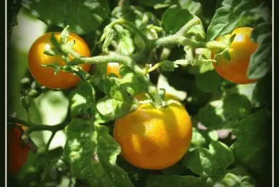 פאזל של tomates cherry