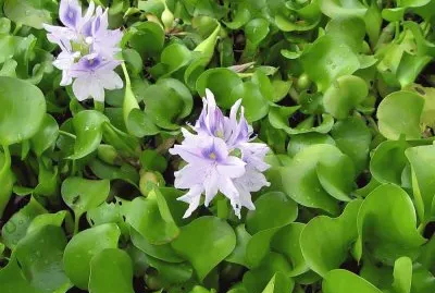 camalotes jigsaw puzzle