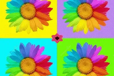lily6