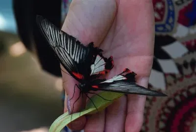 schmetterling jigsaw puzzle