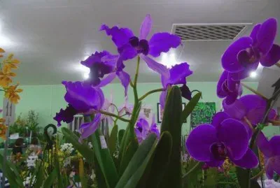 Orquideas5 jigsaw puzzle