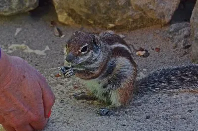 Fuerte Ventura jigsaw puzzle