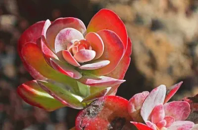 Fuerte Ventura jigsaw puzzle