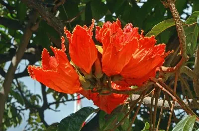 Fuerte Ventura jigsaw puzzle