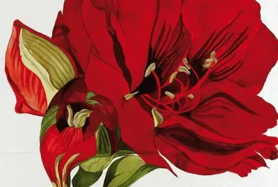 Amarillis Flower jigsaw puzzle