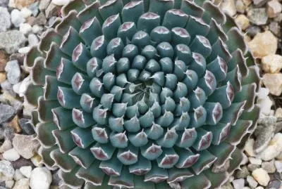 פאזל של planta geomÃ©trica