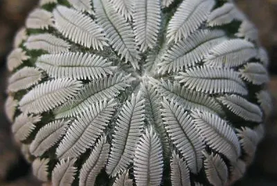 planta simÃ©trica jigsaw puzzle