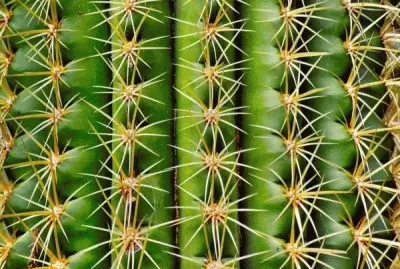 cactus jigsaw puzzle