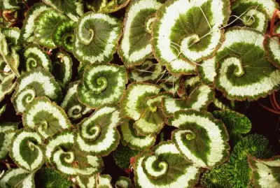 planta geomÃ©trica