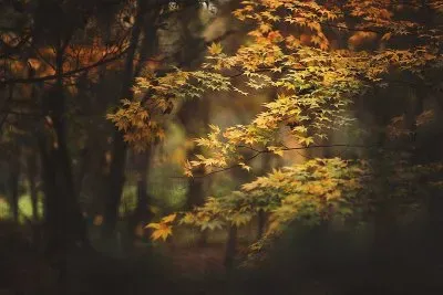 Recordando el OtoÃ±o