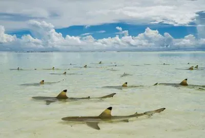 Tiburones en las islas Seychelles