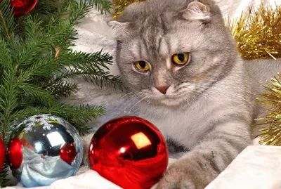 Â¡ Feliz Navidad !