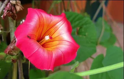 Ipomeia Africana
