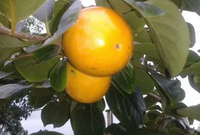 Caqui