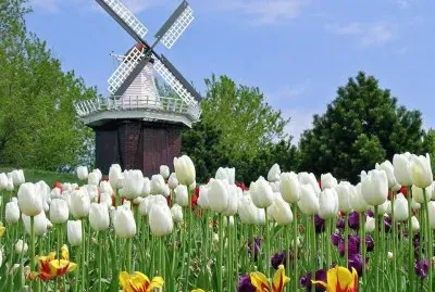 Molinos jigsaw puzzle