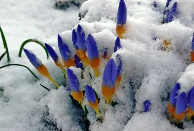 Crocus Popping Up Through the Snow