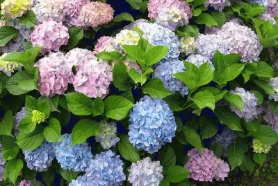 פאזל של hortensias