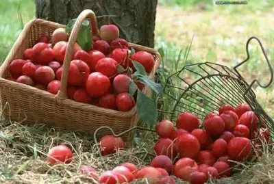 פאזל של imagens