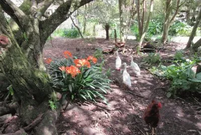 garden