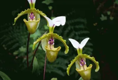 Orquideas7 jigsaw puzzle