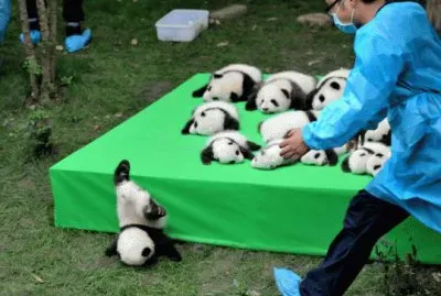 Cachorros de Panda en China