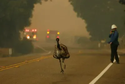 EmÃº escapando de incendio en California