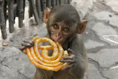 Mono en Calcuta