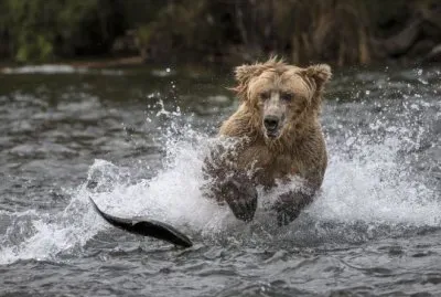 Oso Pardo pescando SalmÃ³n