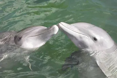 delfines