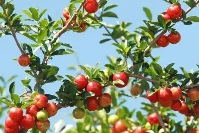 פאזל של Acerola