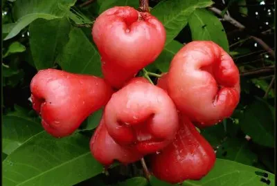 פאזל של Jambo Rosa