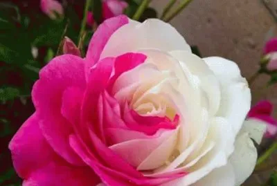 (191) Rosa jigsaw puzzle