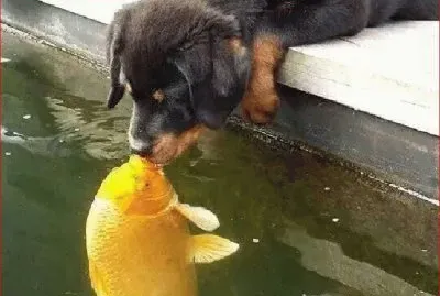 VERDADERO AMOR