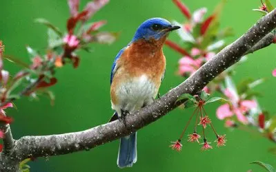 bird