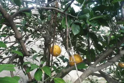 פאזל של Small oranges