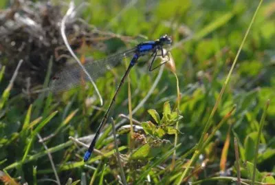 LibÃ©lula azul, JunÃ­n de los Andes, Argentina