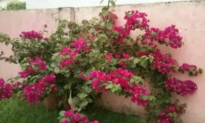 פאזל של primavera