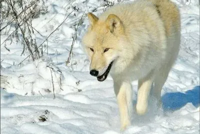 lobo jigsaw puzzle