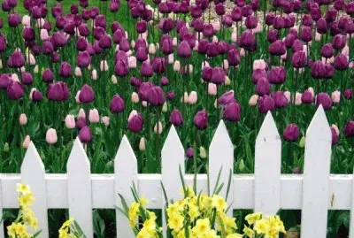 More Tulips from Holland