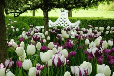 Gorgeous Purple and White Rembrant Tulips