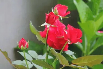 Rosas Vermelhas jigsaw puzzle